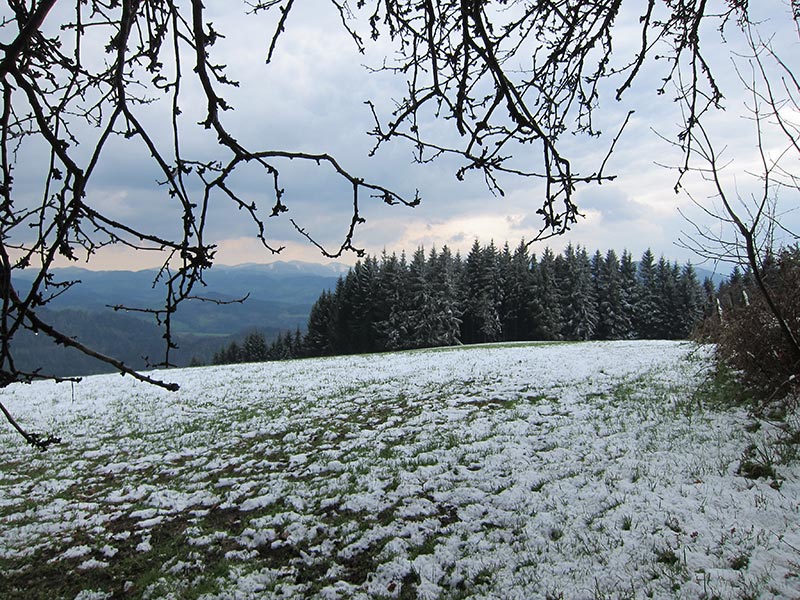 wiesenwienerwald